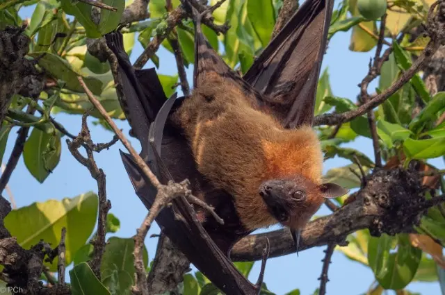 Indian Fruit Bat