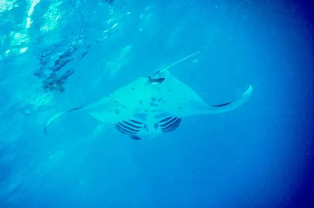 Manta Ray