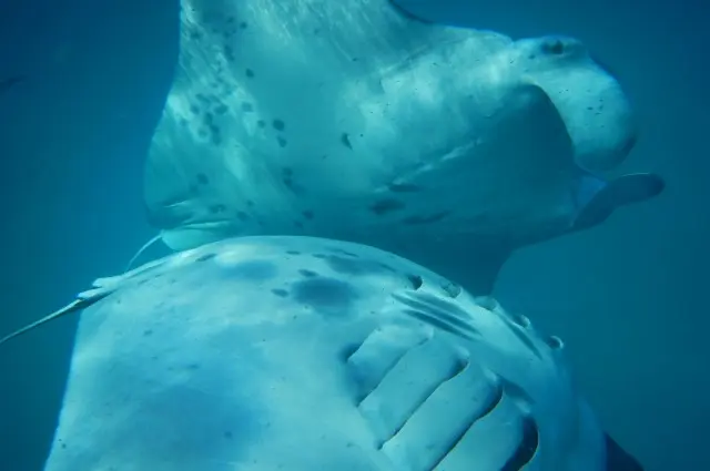 Manta Rays Feeding