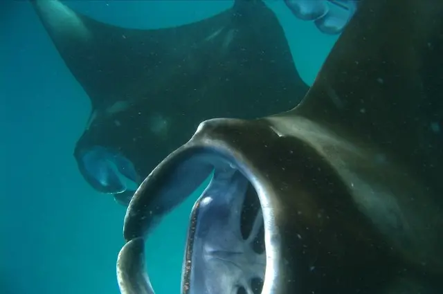 Manta Rays Feeding