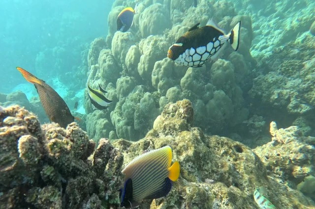 Clown Trigger, Emperor Angelfish