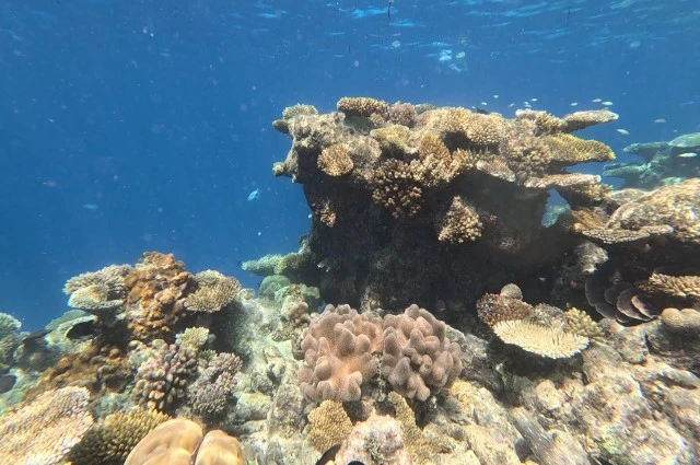 Coral Reef