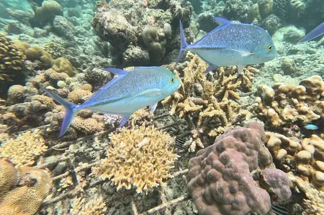Coral Restoration