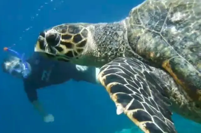 Hawksbill Turtle