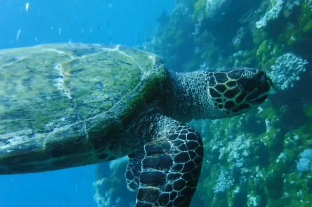 Hawksbill Turtle