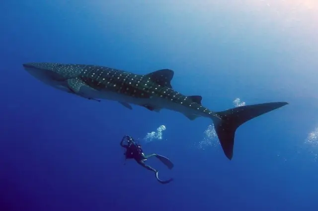 Diving With Whale Shark