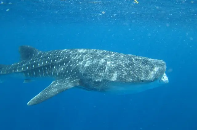 Whale Shark Feeding
