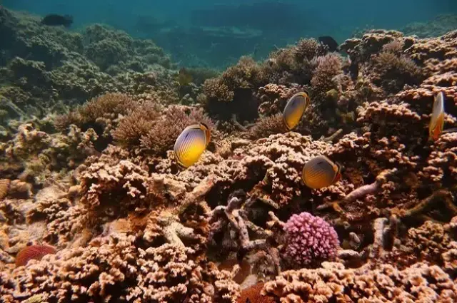 Mauritius