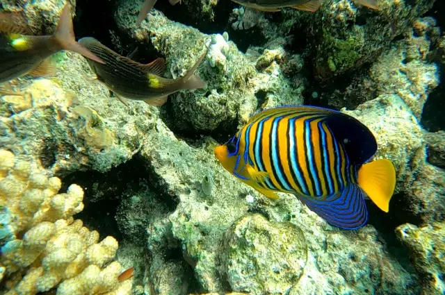 Regal Angelfish