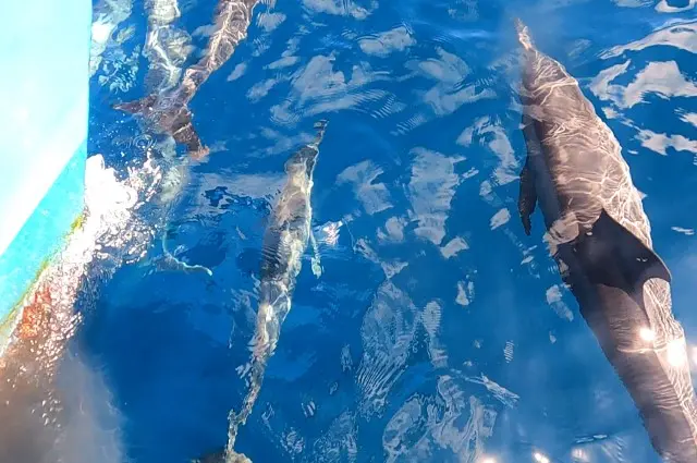 Dolphins