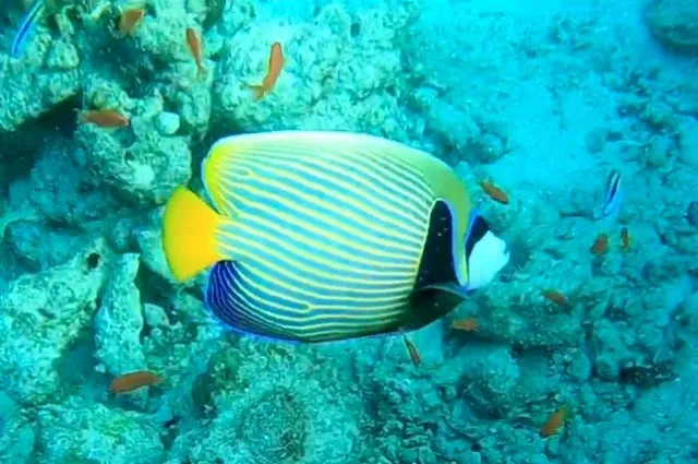 Emperor Angelfish