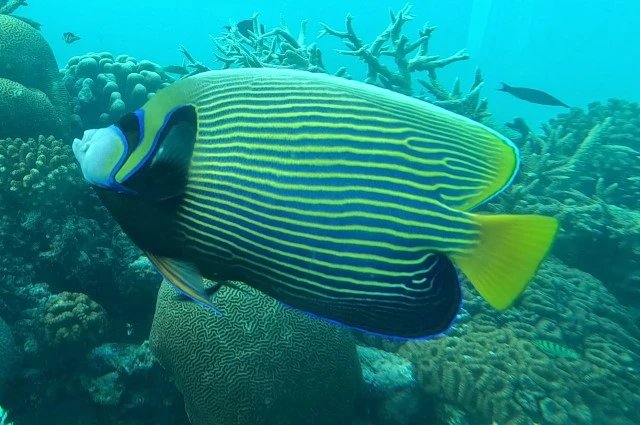 Emperor Angelfish