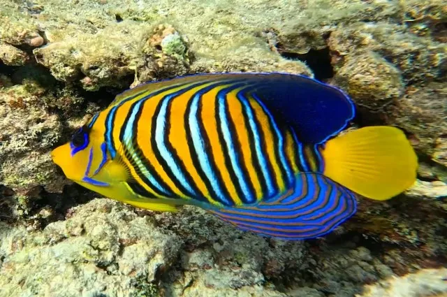 Regal Angelfish