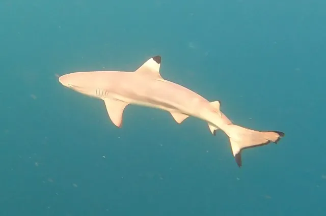 Blacktip Reef Shark