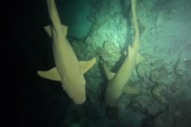 Night Snorkelling With Nurse Sharks