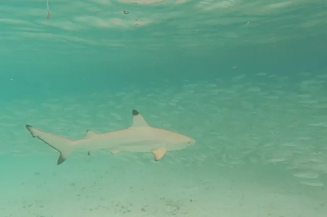 Juvenile Black Tip Reef Shark