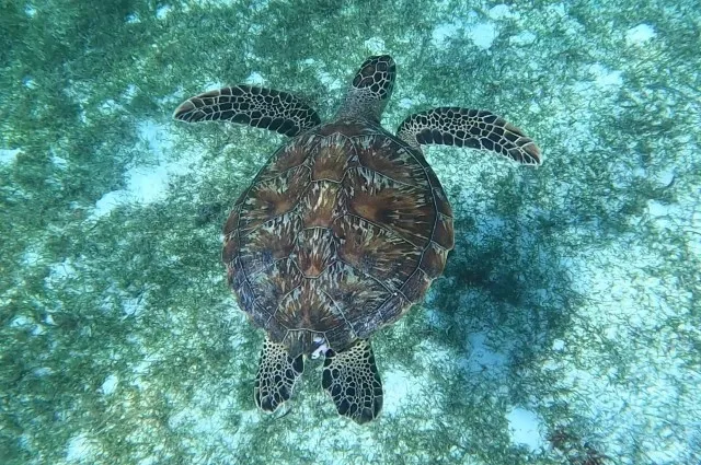 Green Turtle