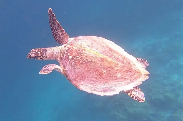 Hawksbill Turtle