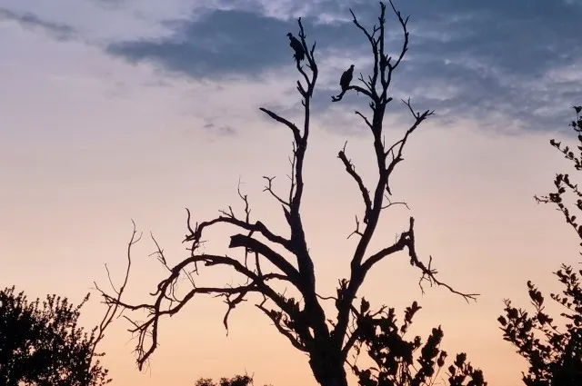 Vultures at Sunset