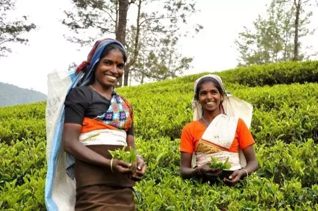 Tea Country
