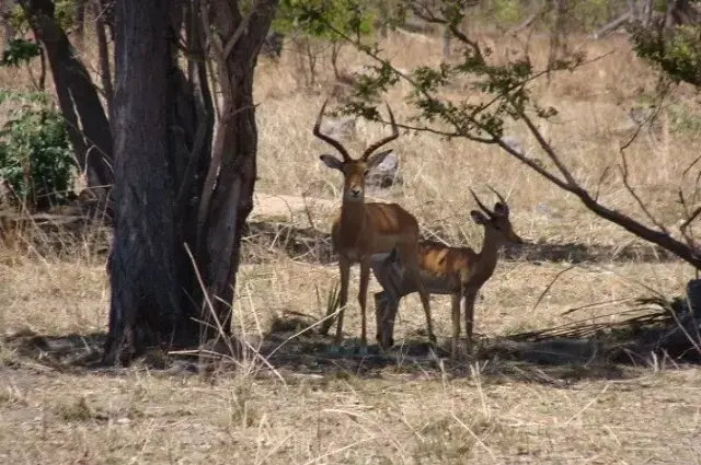 Tanzania