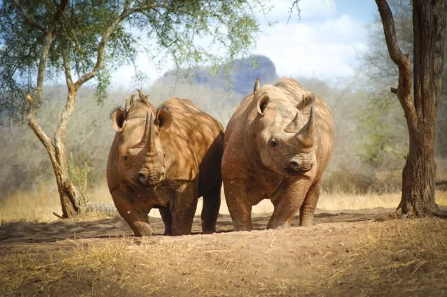 Big Five: Rhino
