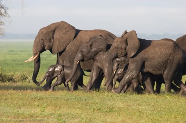 Big Five: Elephant