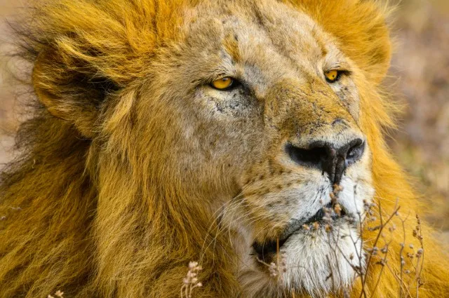 Big Five: Lion