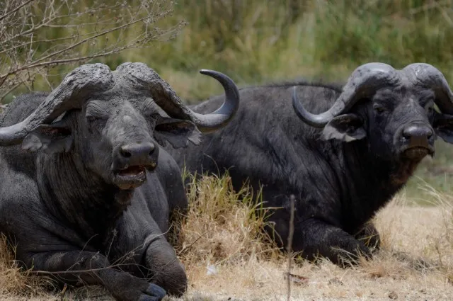 Big Five: Buffalo
