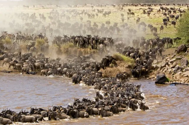 Serengeti Great Migration
