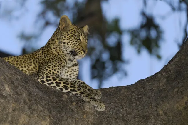 Big Five: Leopard