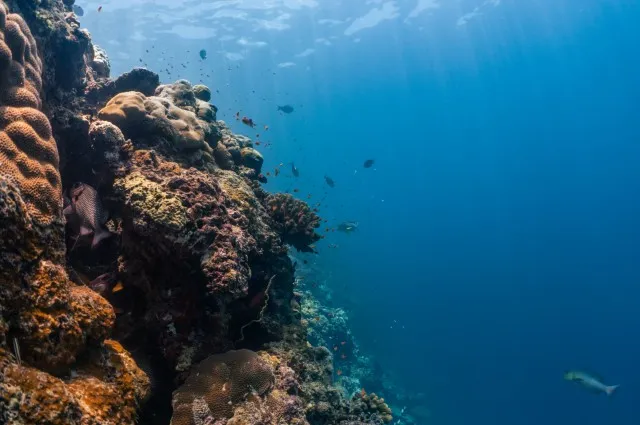 Tailor Made Holidays & Bespoke Packages for Patina Maldives