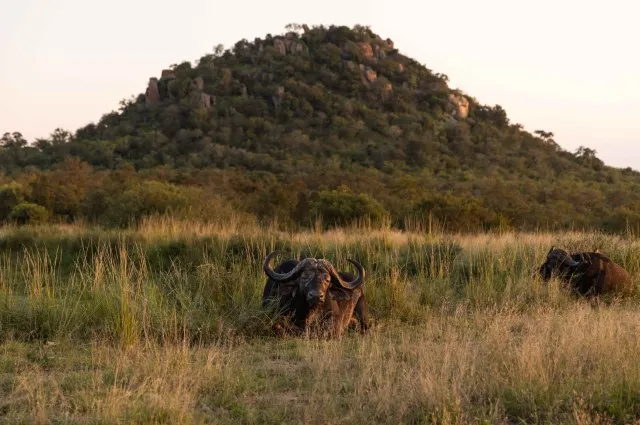 Tailor Made Holidays & Bespoke Packages for Ulusaba Safari Lodge