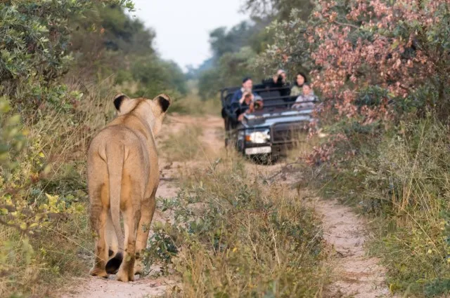 Tailor Made Holidays & Bespoke Packages for Marataba Mountain Lodge