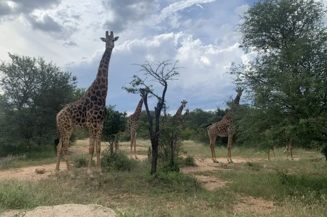 Tailor Made Holidays & Bespoke Packages for Jabulani Safari