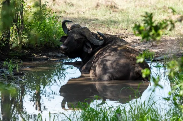 Tailor Made Holidays & Bespoke Packages for Jabulani Safari