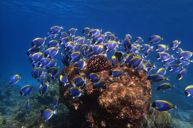 Tailor Made Holidays & Bespoke Packages for Baros