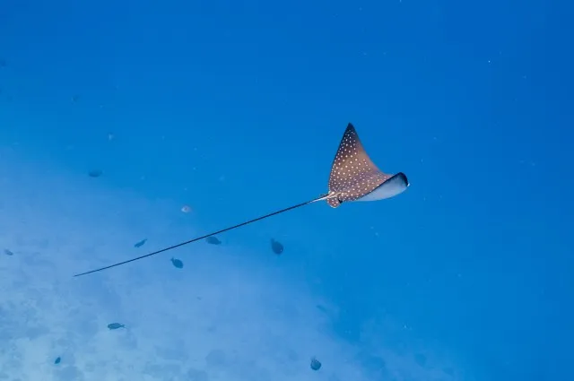 Tailor Made Holidays & Bespoke Packages for Dusit Thani Maldives
