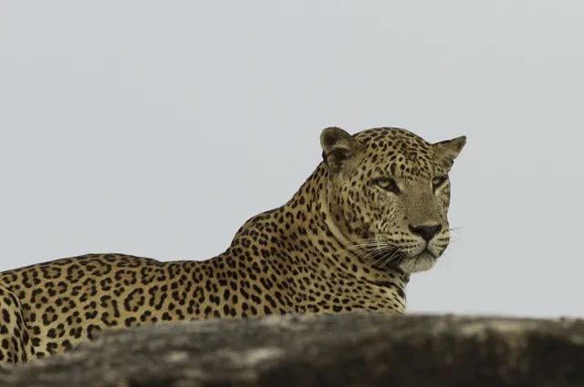 Tailor Made Holidays & Bespoke Packages for Leopard Trails Wilpattu National Park