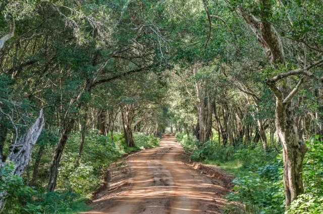 Tailor Made Holidays & Bespoke Packages for Leopard Trails Wilpattu National Park