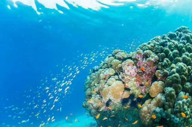 Tailor Made Holidays & Bespoke Packages for The Manta Resort