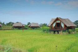 Paddy Dwellings