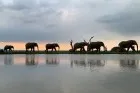Jabulani Safari