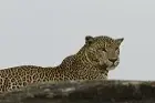Leopard Trails (Yala National Park)